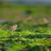 Kulik morsky - Charadrius alexandrinus - Kentish Plover o0747